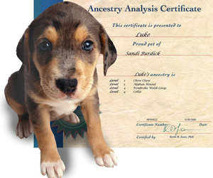 Canine Genealogy Kit