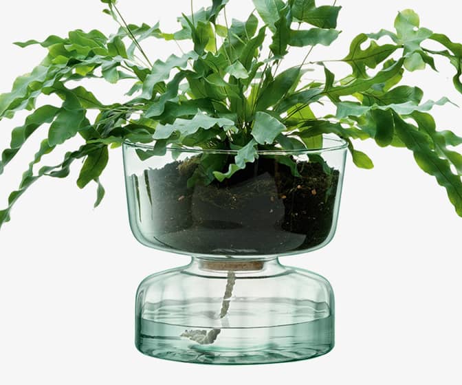 Canopy Self-Watering Glass Planter