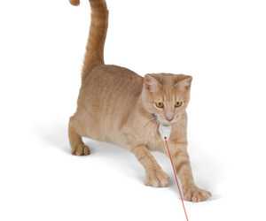 Cat Collar Laser Toy