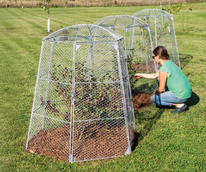 Chicken Wire Super Dome - Extra-Large Plant Protection Cage