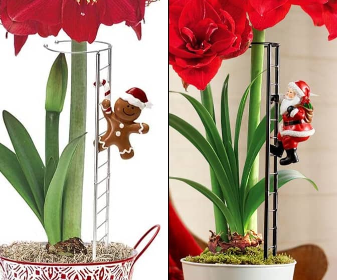 Climbing Holiday Character Amaryllis Support Stake Ladders