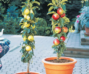 Columnar Apple Trees - Grow Vertically Without Branching Out