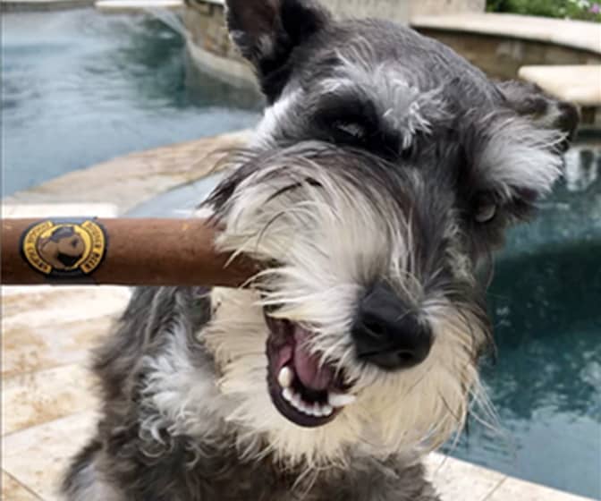 Doggie Cigars - Stogie-Shaped Sausage Treats for Dogs