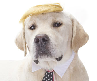 Donald Trump Wig Dog Costume