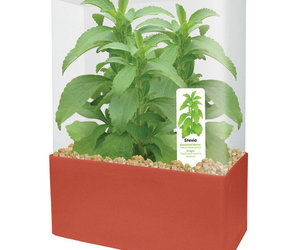 Dunecraft Stevia Sweet Leaf Plant Kit