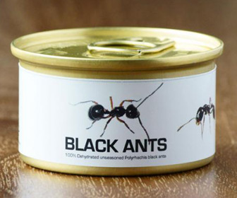 Edible Black Ants