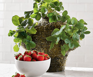 Stackable Strawberry and Herb Planters