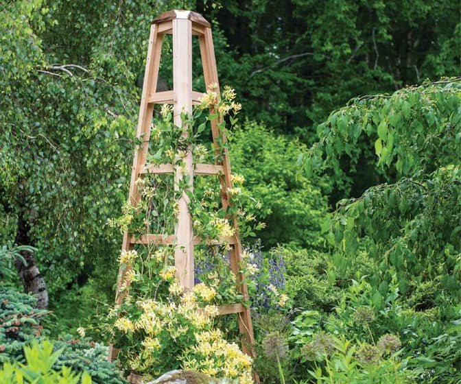 Giant Cedar Garden Obelisk - 8 Feet Tall!