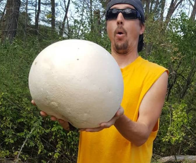 Giant Puffball Mushroom Growing Kit