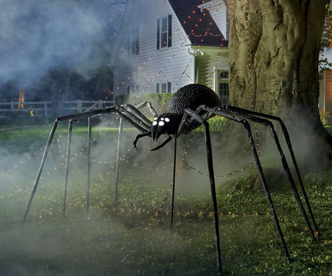 Gigantic Shrieking Yard Spider - Over 8-Ft Wide!