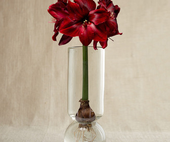 Glass Forcing Vase - Make Flower Bulbs Bloom In Any Season