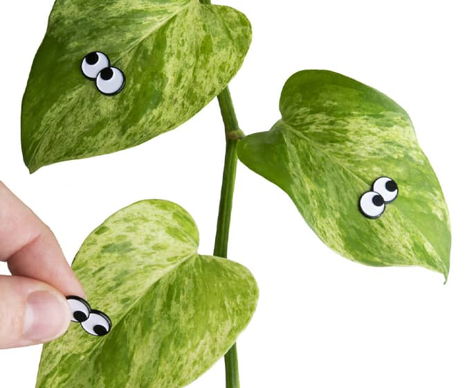 Googly Eyes Plant Magnets
