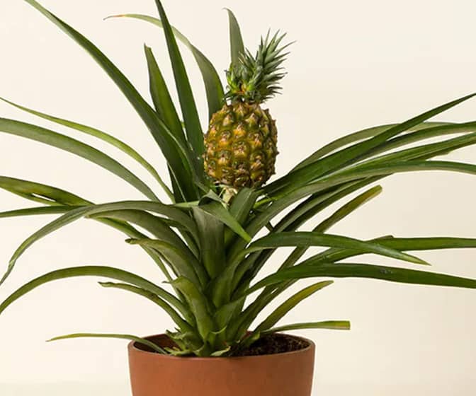 Grow Your Own Pineapple Bromeliad Plant