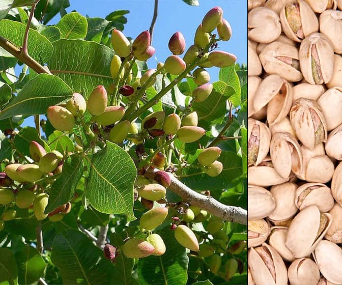 Grow Your Own Pistachio Nut Tree