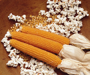Grow Your Own Popcorn Corn Plants