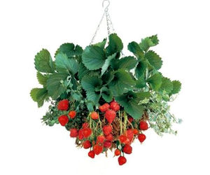 Hanging Strawberry Basket Kit