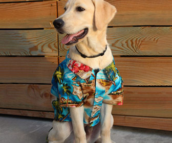 Hawaiian Shirts For Dogs