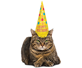 Inflatable Party Hat For Cats