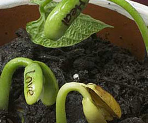 Magic Wish Beans - Sprouts Reveal Secret Messages
