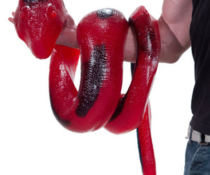 Massive Gummy Python - 26 Pounds, 36,720 Calories, 8 Foot Long
