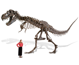 Massive Lifesize Tyrannosaurus Rex Skeleton
