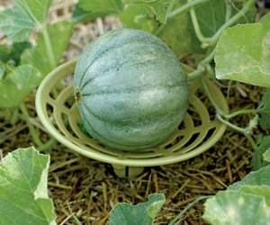 Melon and Squash Garden Cradles