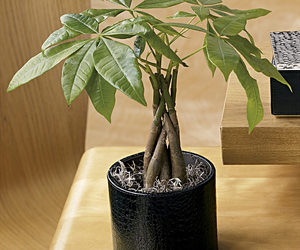Money Tree Plant in Croc-Embossed Leather Pot