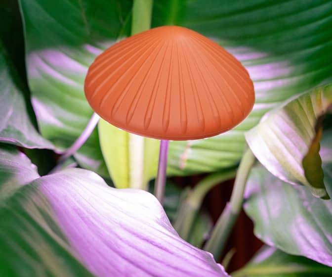 Mushroom Grow Lights