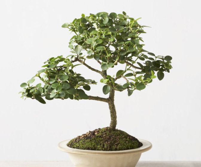 Natal Plum Bonsai Tree - Produces  Edible Fruit