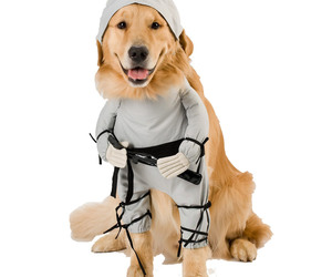 Ninja Dog - Pet Costume