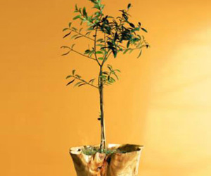 Organic Olive Tree Topiary in Root of the Earth Bowl