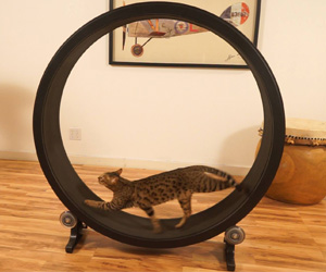 One Fast Cat - Cat Exercise Wheel