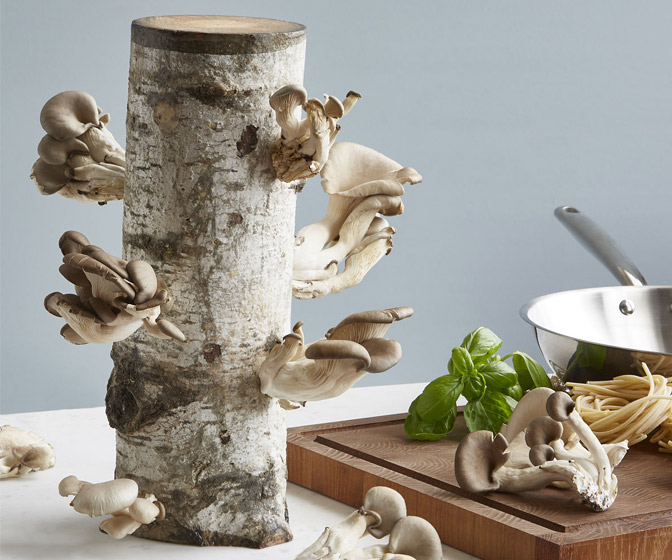 Organic Oyster Mushroom Growing Log Kit