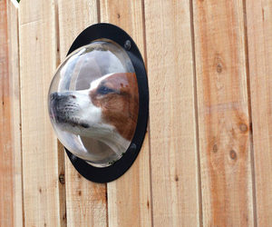 Pet Observation Porthole For Fences
