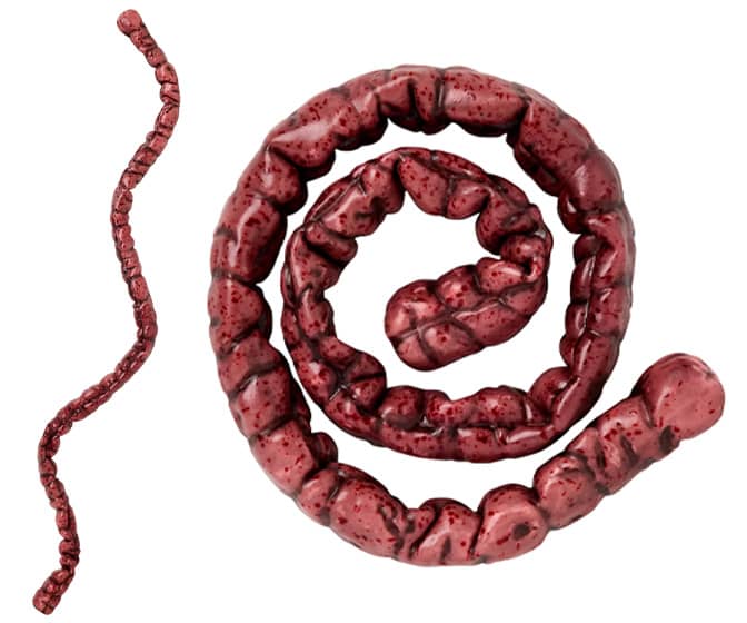 Poseable Intestine - Nearly 4 Ft of Gruesome Fun!