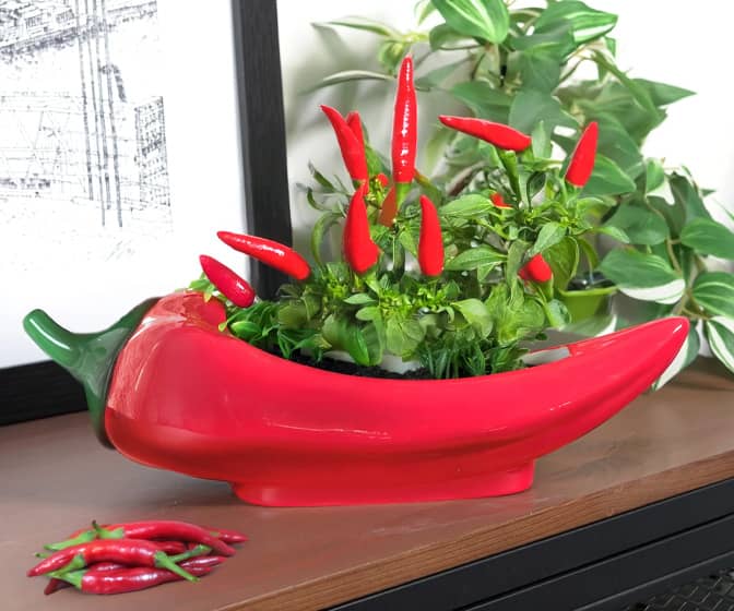 Red Hot Chili Planter