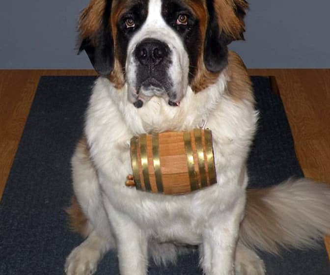 Saint Bernard Miniature Barrel Dog Collars