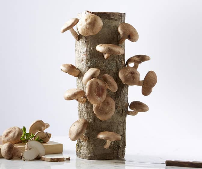 Shiitake Mushroom Log