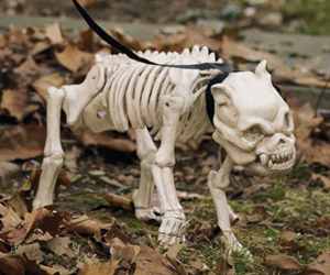 Skeleton Dog On Leash