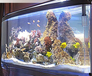 Aquavista - Wall Mounted Aquarium