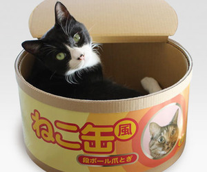 Tuna Can Cat Scratcher / Bed