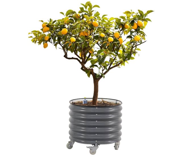Vego Garden Self-Watering Rolling Citrus / Fruit Tree Metal Planter