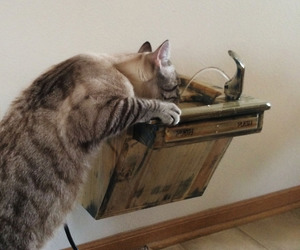 Wall-Mounted Cat Drinking Fountain