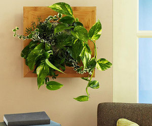 Adjustable Plant Hanger - Turns Almost Any Pot Into a Hanging Planter