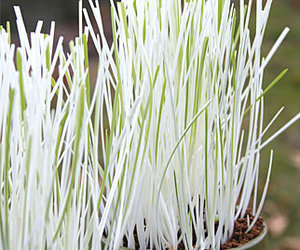White and Green Variegated Cat Grass
