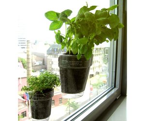 Windowherbs - Transparent Suction Cup Herb Pots