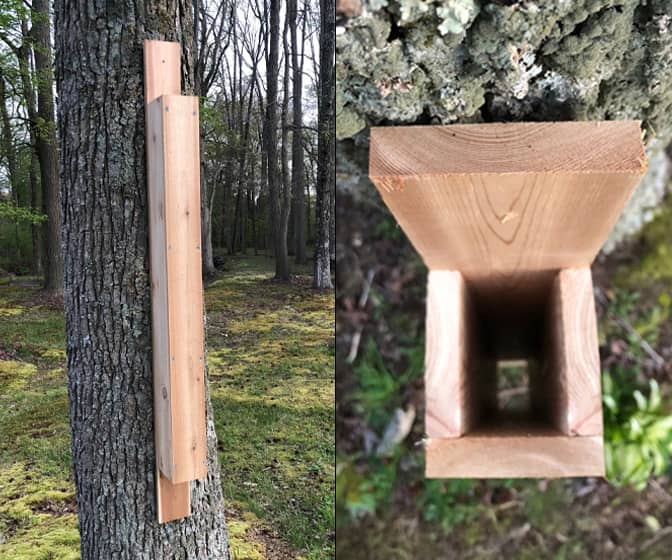 Woodpecker Drumming Bongo