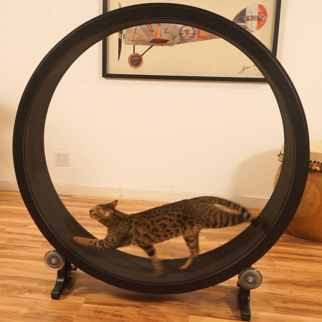 One Fast Cat Cat Exercise Wheel