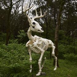 Massive 7.9-Ft Tall Buck Skeleton