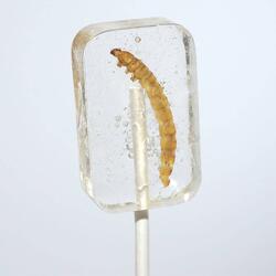 Tequila-Flavored Suckers with a Real Tequila Worm / Mezcal Moth Larva